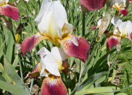 014 - finest hour 1955